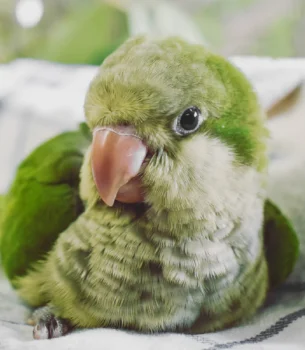 baby-green-pallid-quaker-parrot