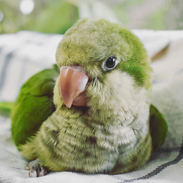baby-green-pallid-quaker-parrot