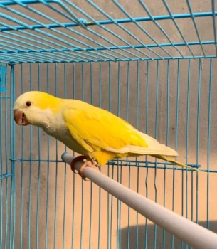 Baby Lutino Quaker Parrot