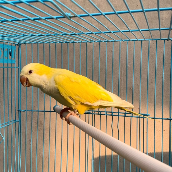 Baby Lutino Quaker Parrot