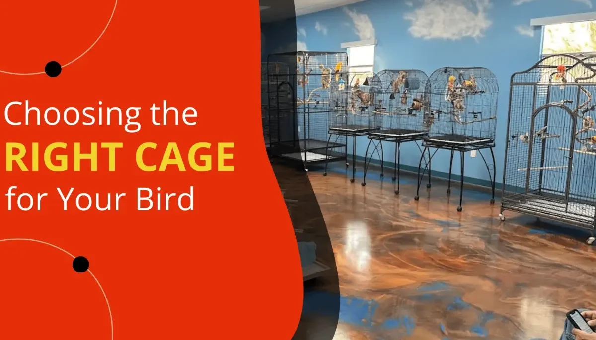 Choosing the RIGHT CAGE for Your Bird