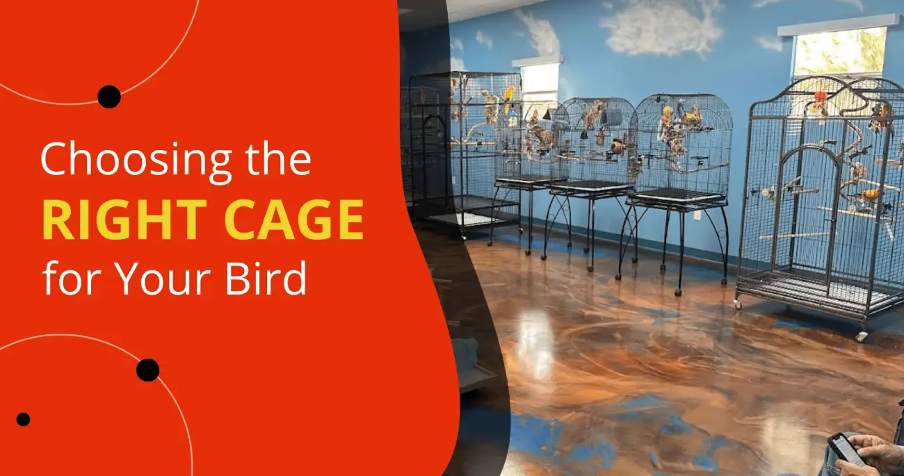 Choosing the RIGHT CAGE for Your Bird