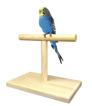 Conure Small Amazon