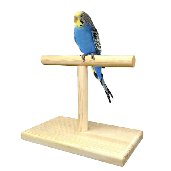 Conure Small Amazon