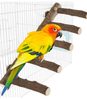 Conures, Small Amazons