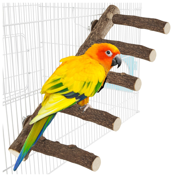 Conures, Small Amazons