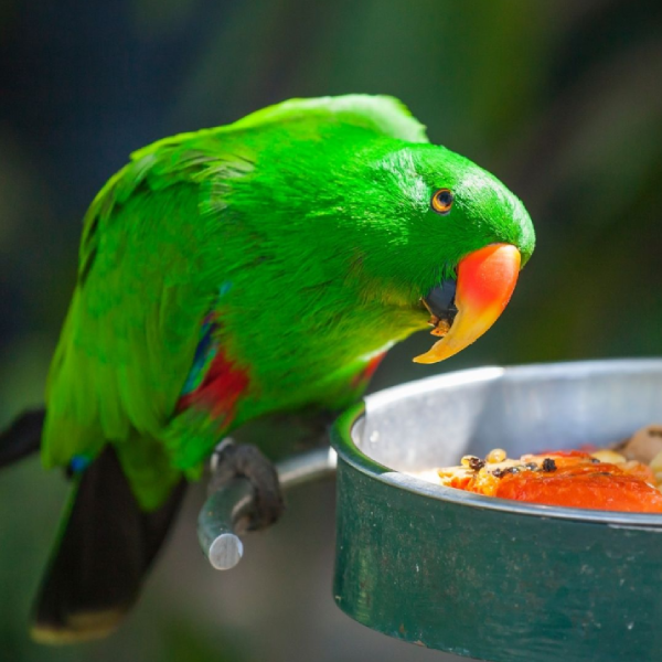Eclectus Parrot (Male)
