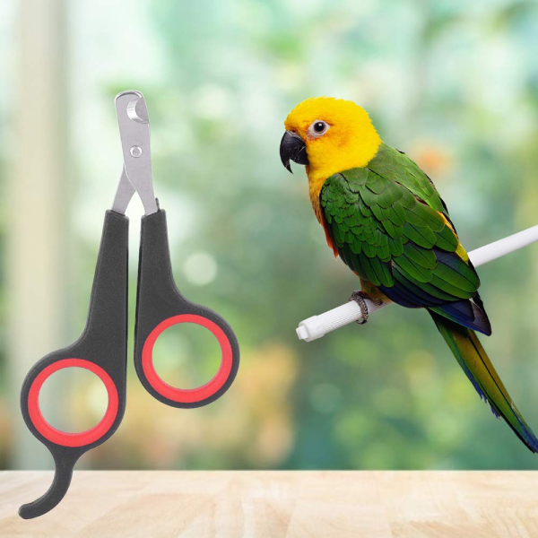 Foot Exercise, Nail Trimming