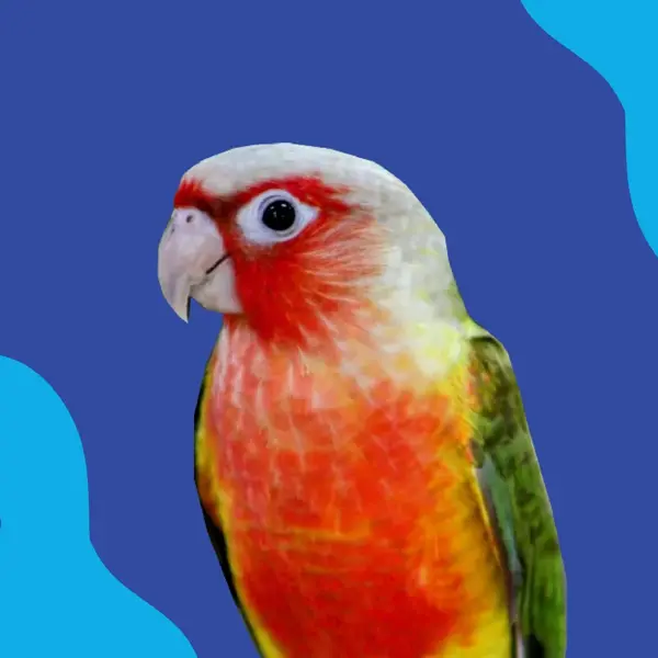 green-cheek-conure-red-factor