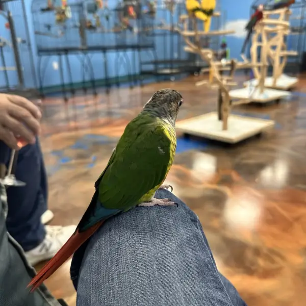 Green cheek munchie