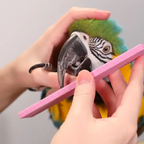 Nail and Beak Maintenance