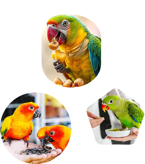 Nutritious Bird Treats
