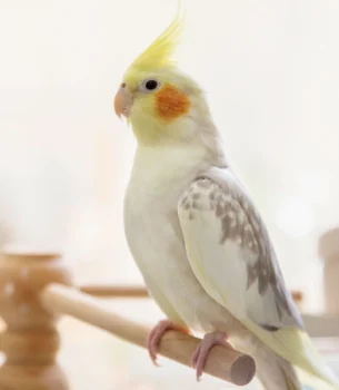 Parakeet Cockatiel