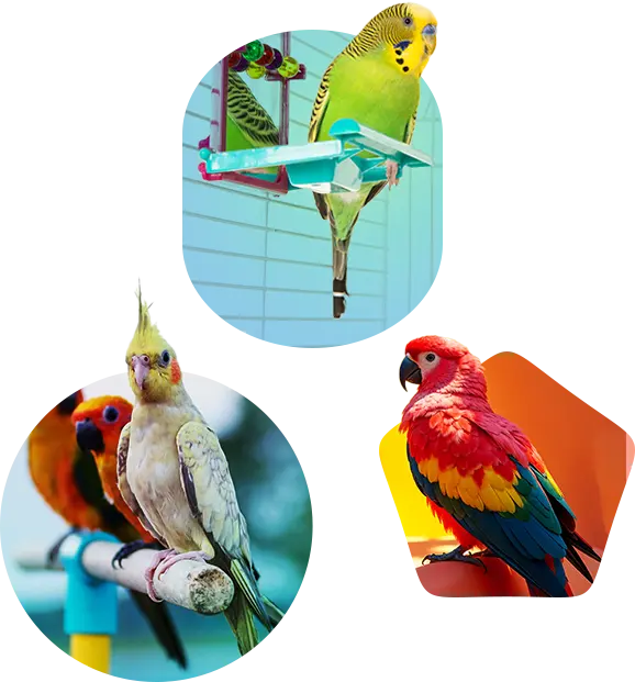 Perches