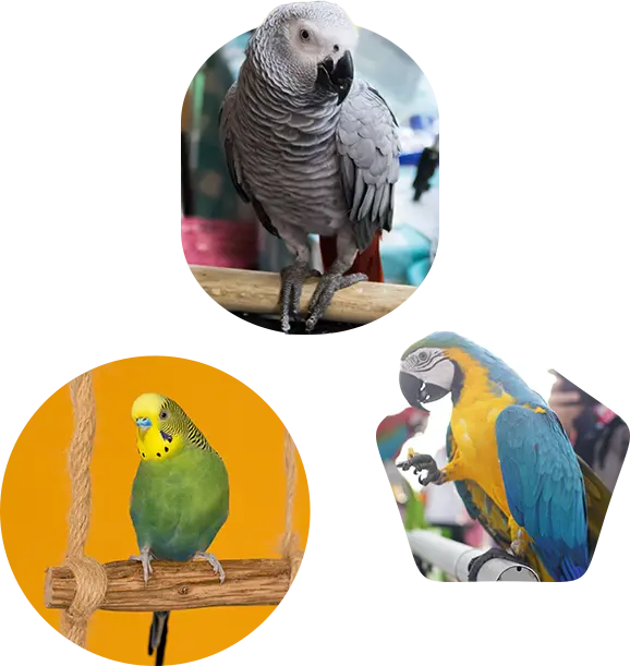 Perches