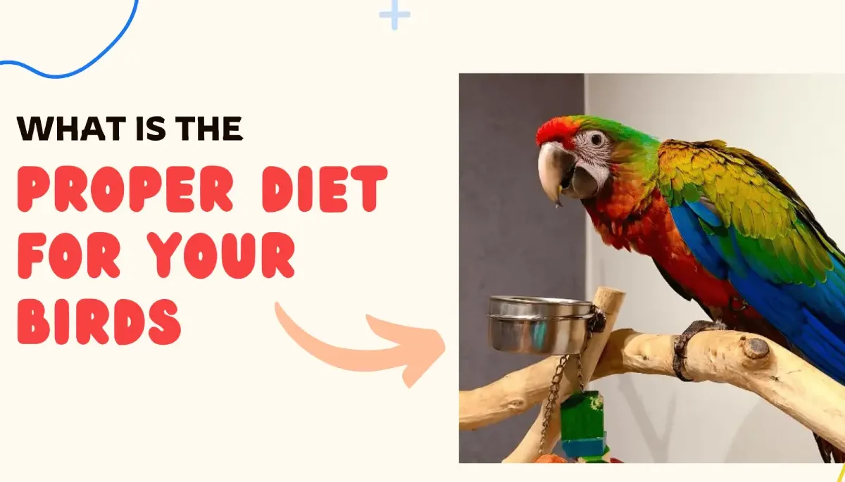 Proper Diet for Your Birds