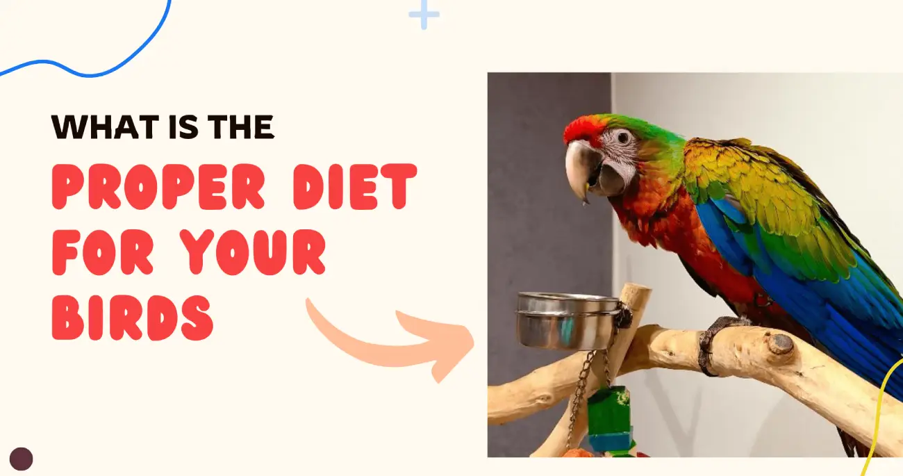 Proper Diet for Your Birds