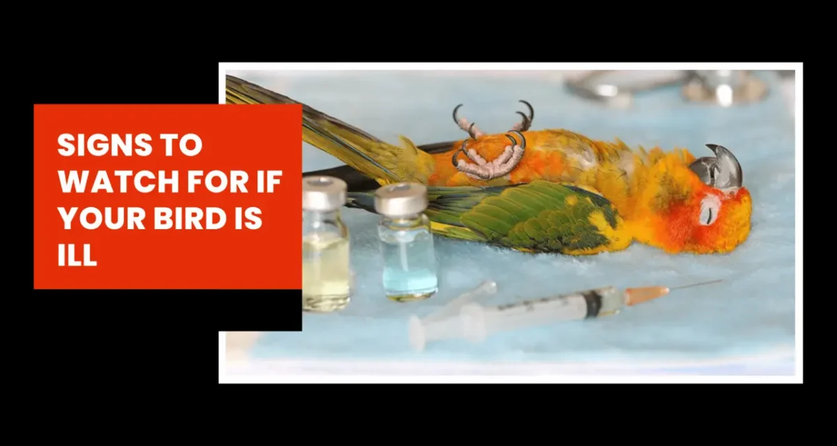 Signs to Watch for If Your Bird Is ill