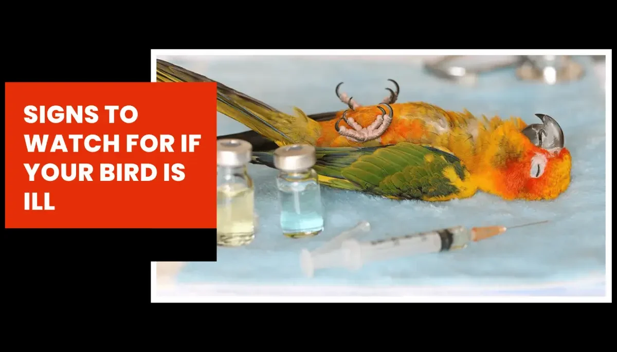 Signs to Watch for If Your Bird Is ill