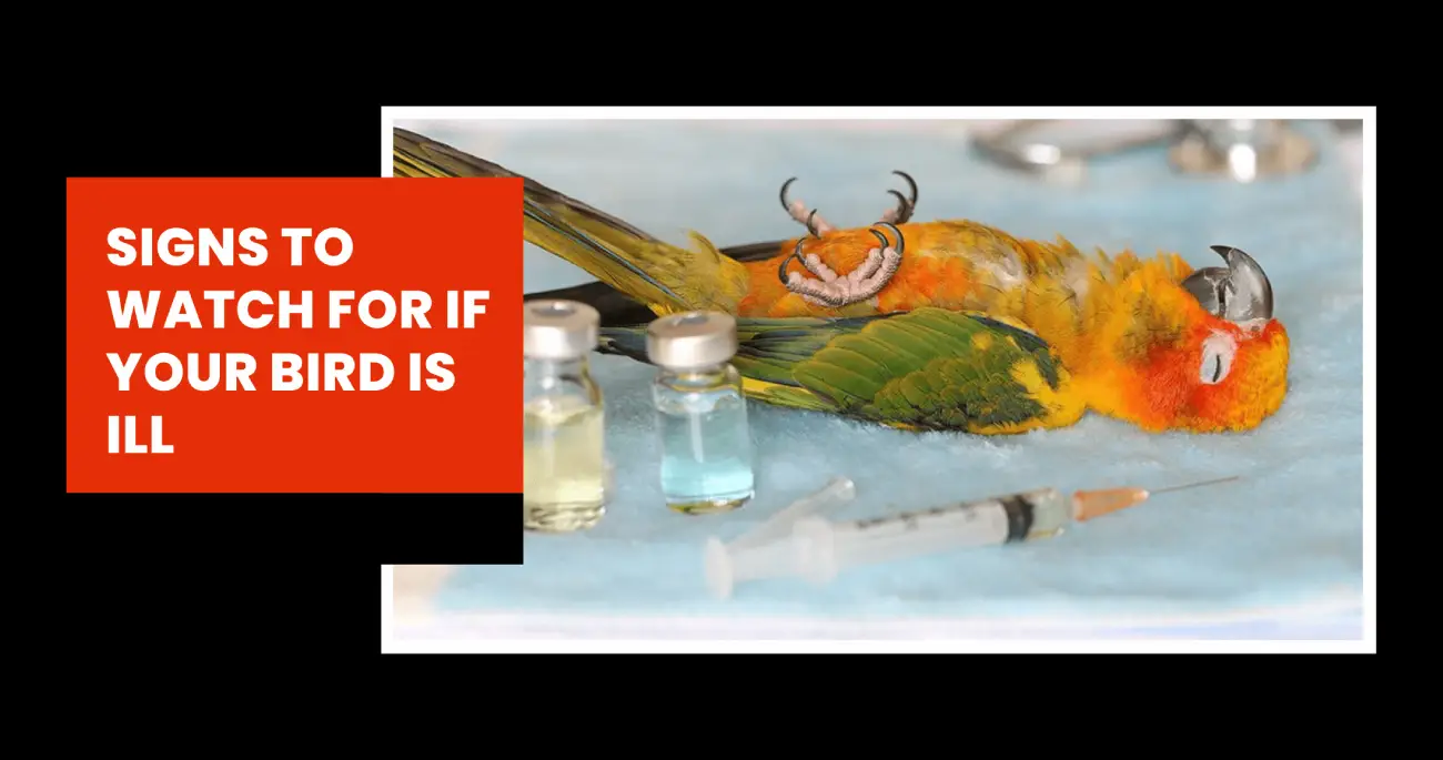 Signs to Watch for If Your Bird Is ill