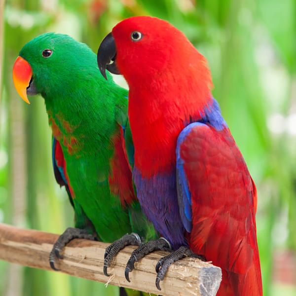 Solomon Island Eclectus Parrot
