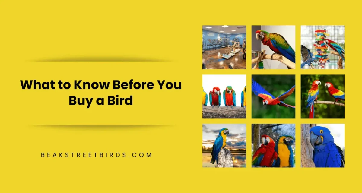 What to Know Before You Buy a Bird