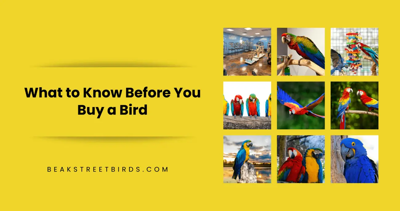 What to Know Before You Buy a Bird