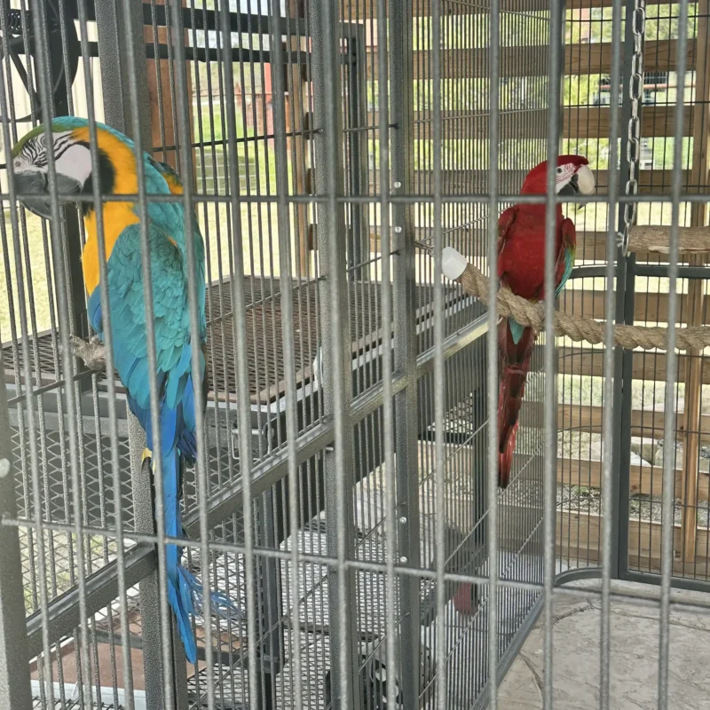 aviary with multiple parrots