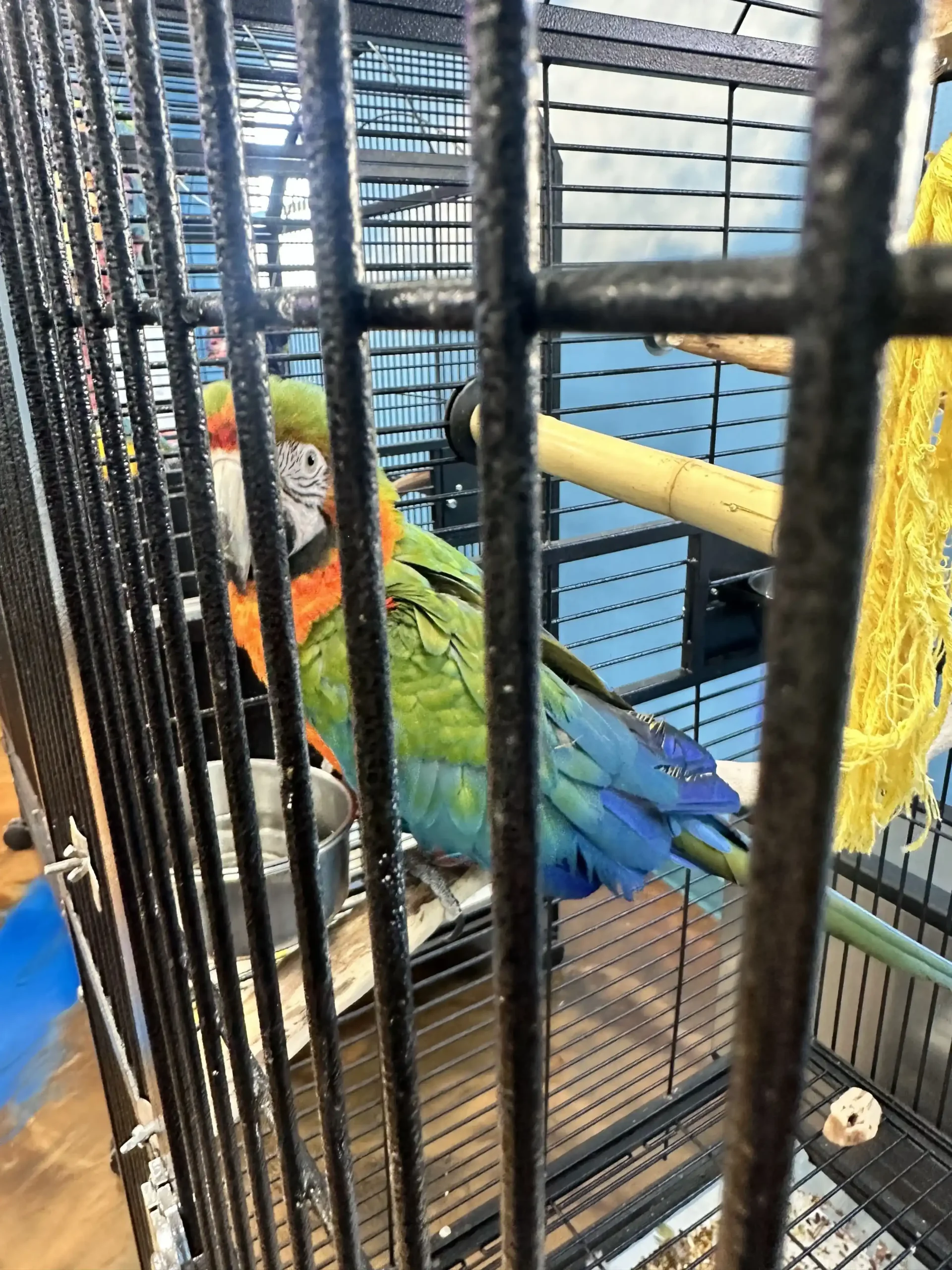 bird in large aviary scaled