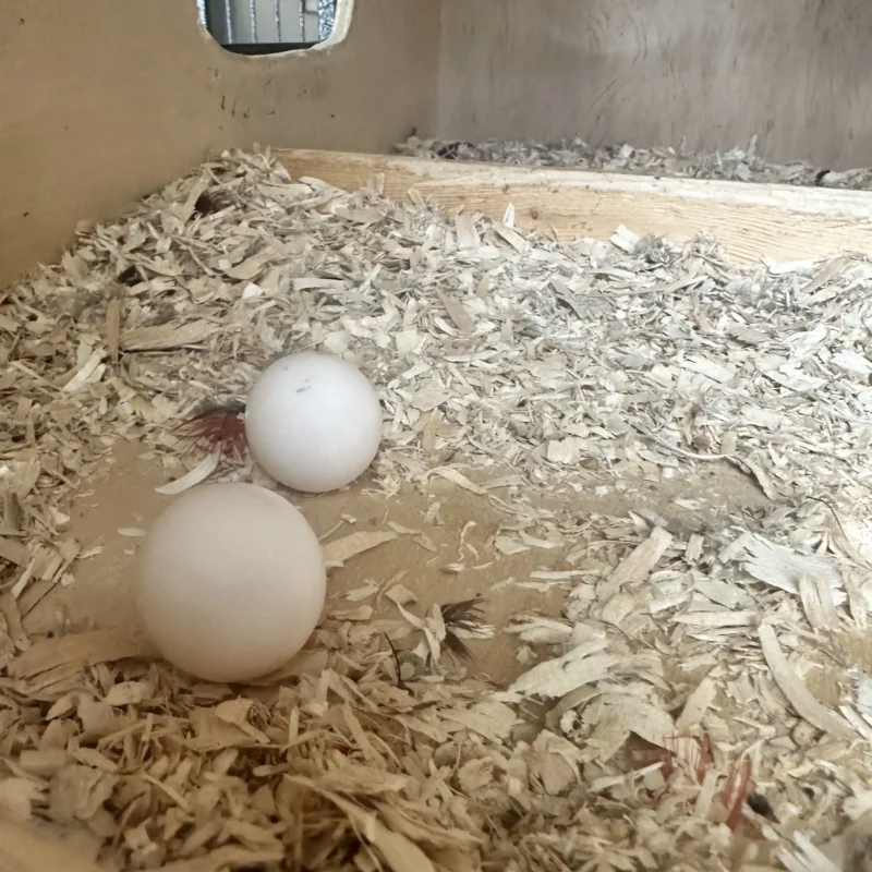 bird nest with eggs