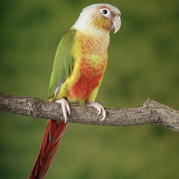 Green Cheek Conure Pineapple