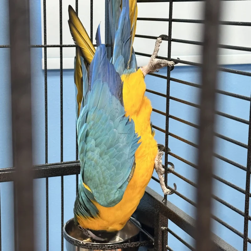 macaw with open wings