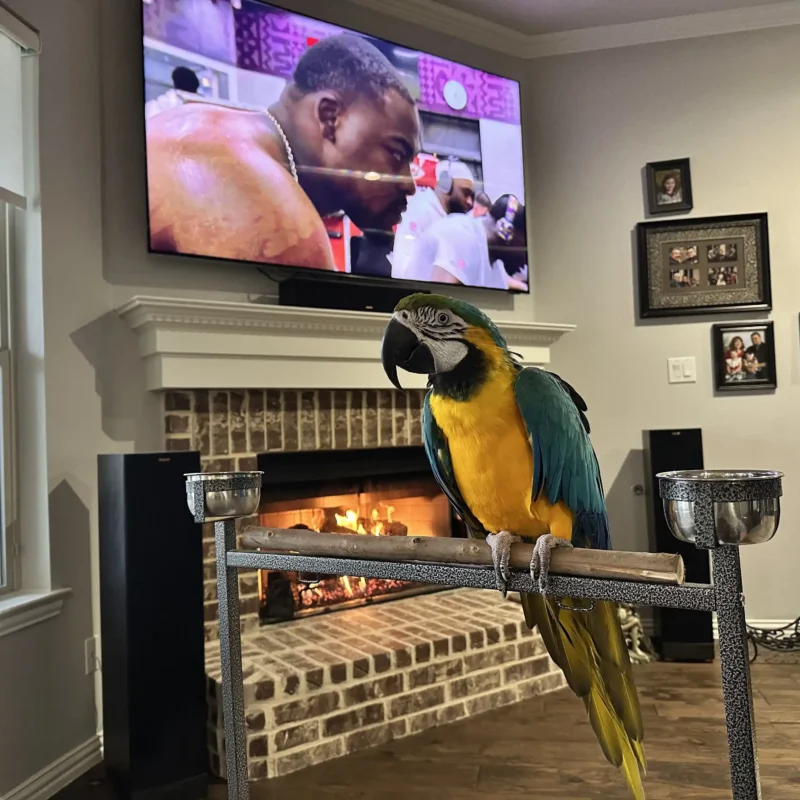 parrot looking at camera