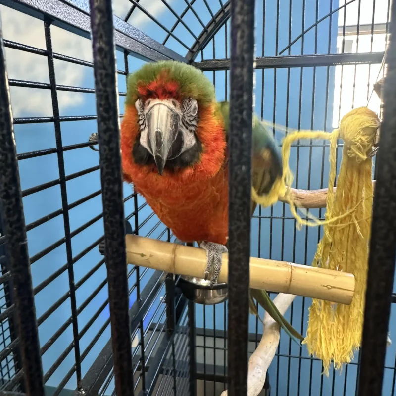 parrot looking through bars