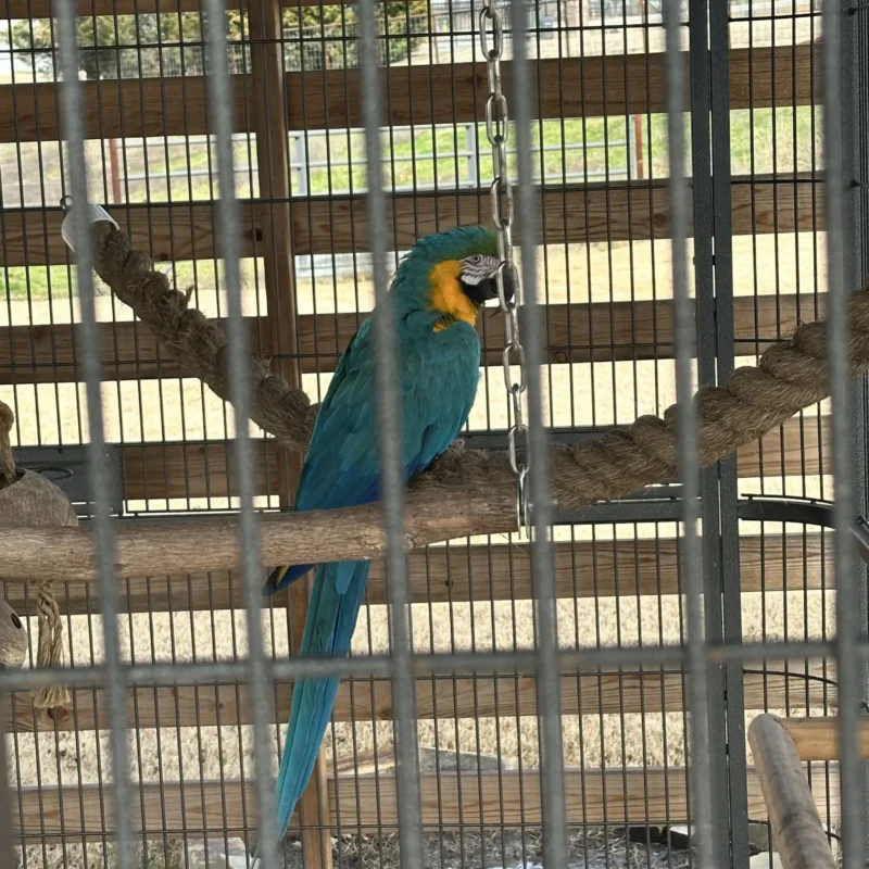 parrot on metal frame