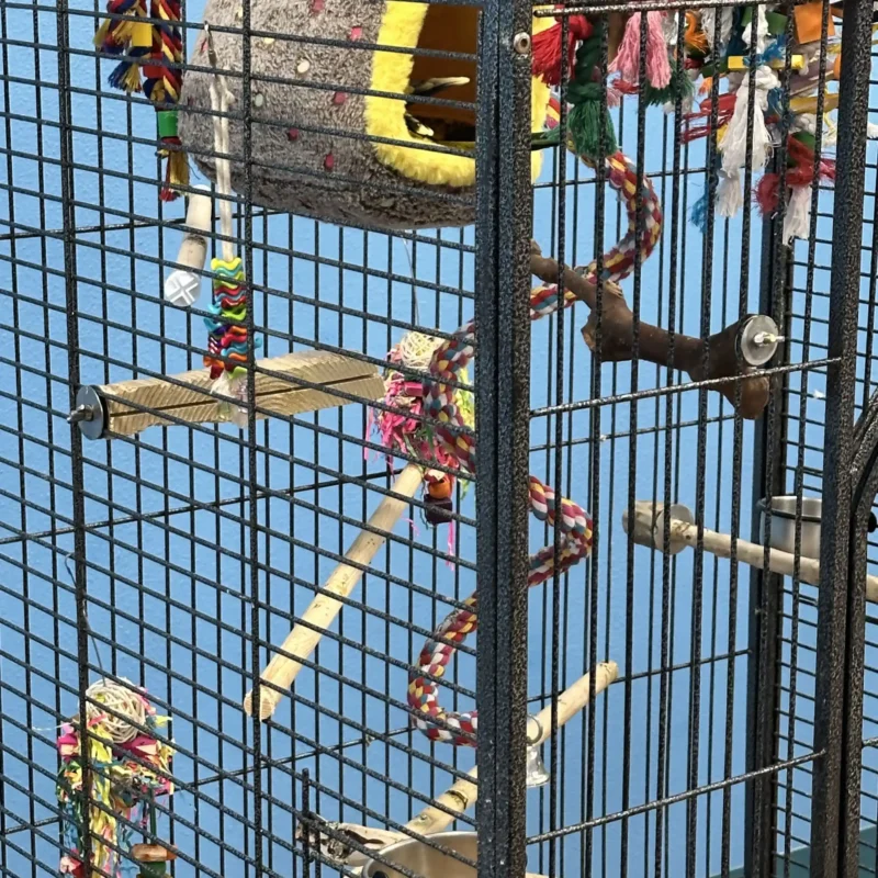 parrot on stand