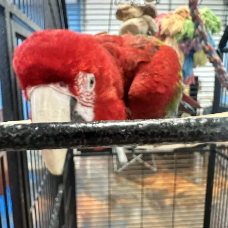 parrot with red feathers