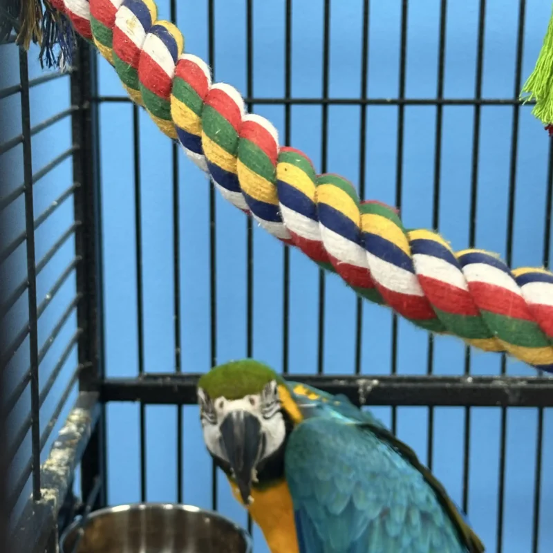 parrot with toy