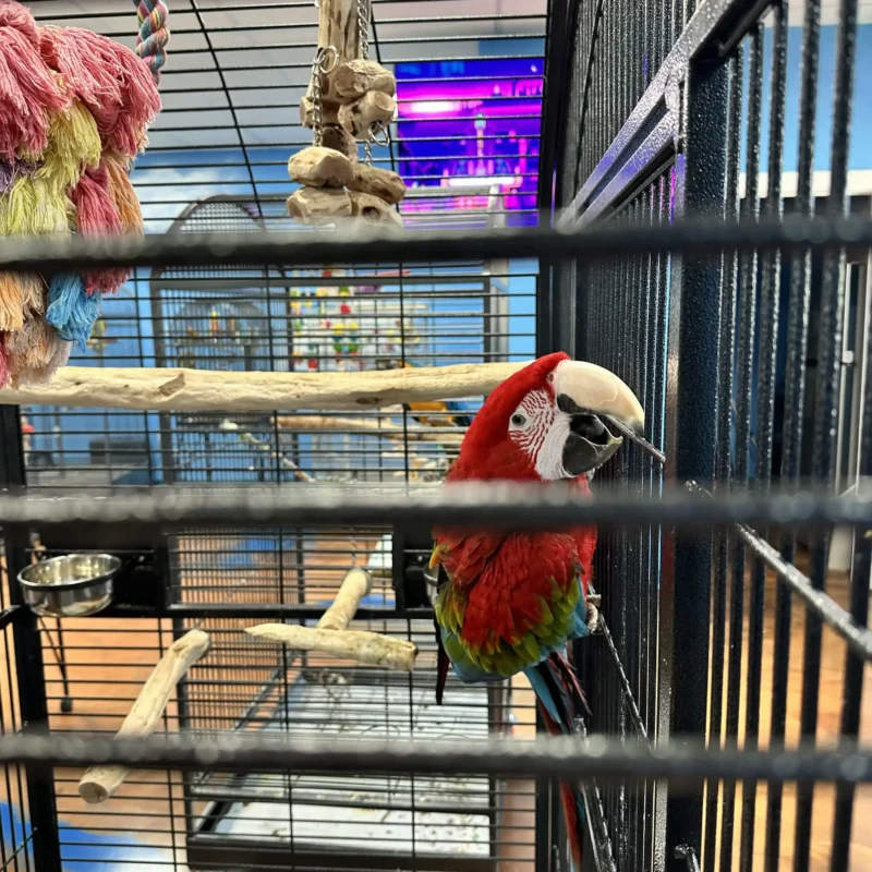 parrots on display