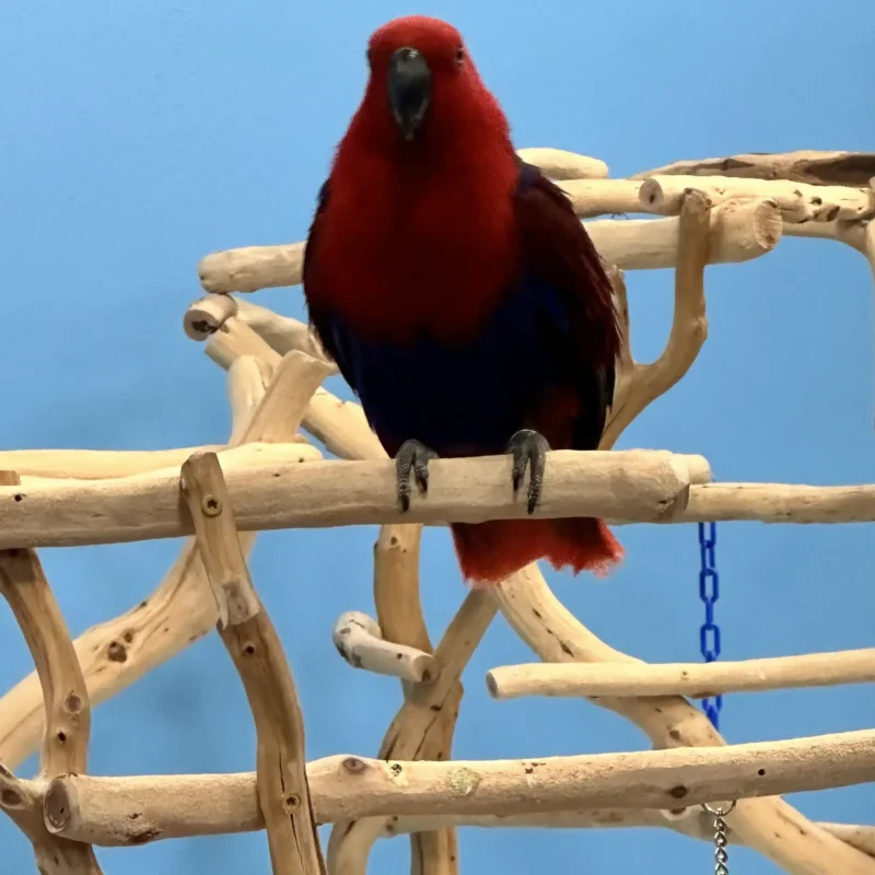 parrots on tree branch
