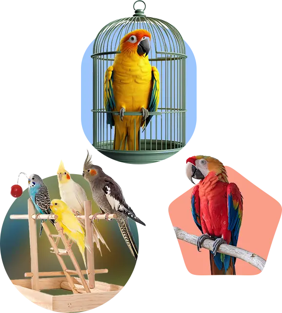 Quality Bird Cages
