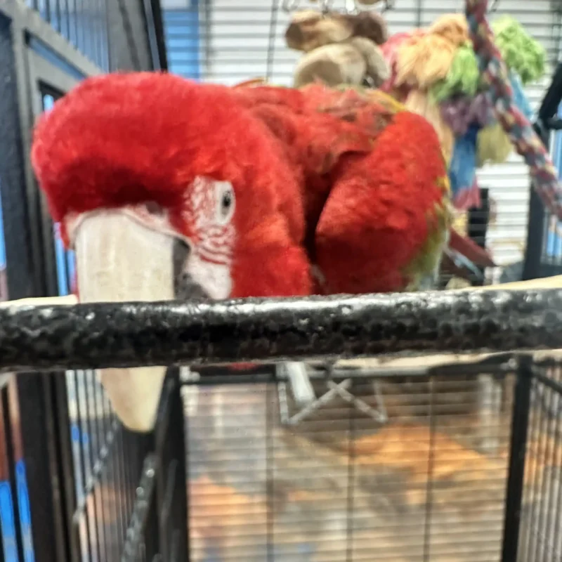 red macaw with toy