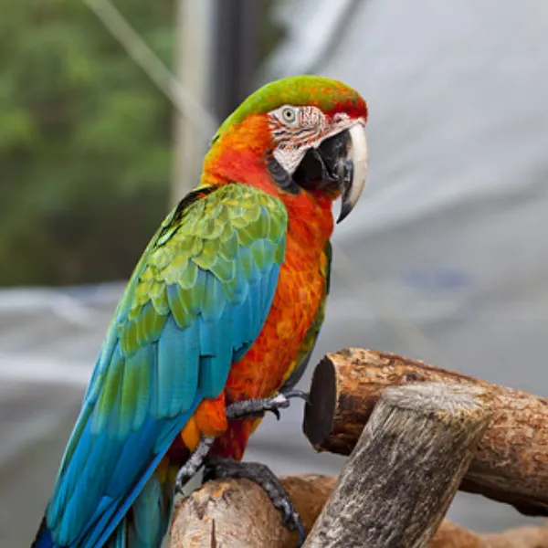 Shamrock Macaw