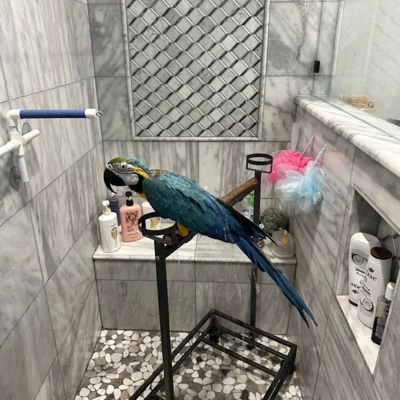 small birds on shelf