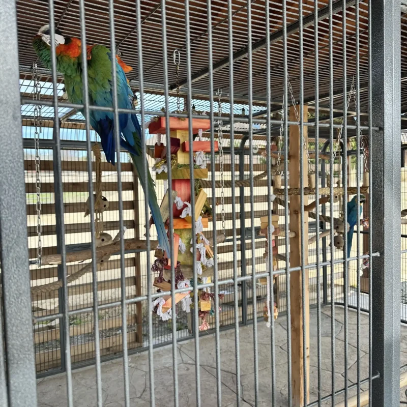 two birds on branch