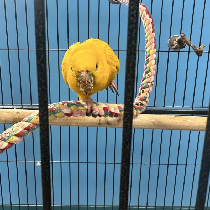 yellow bird on branch