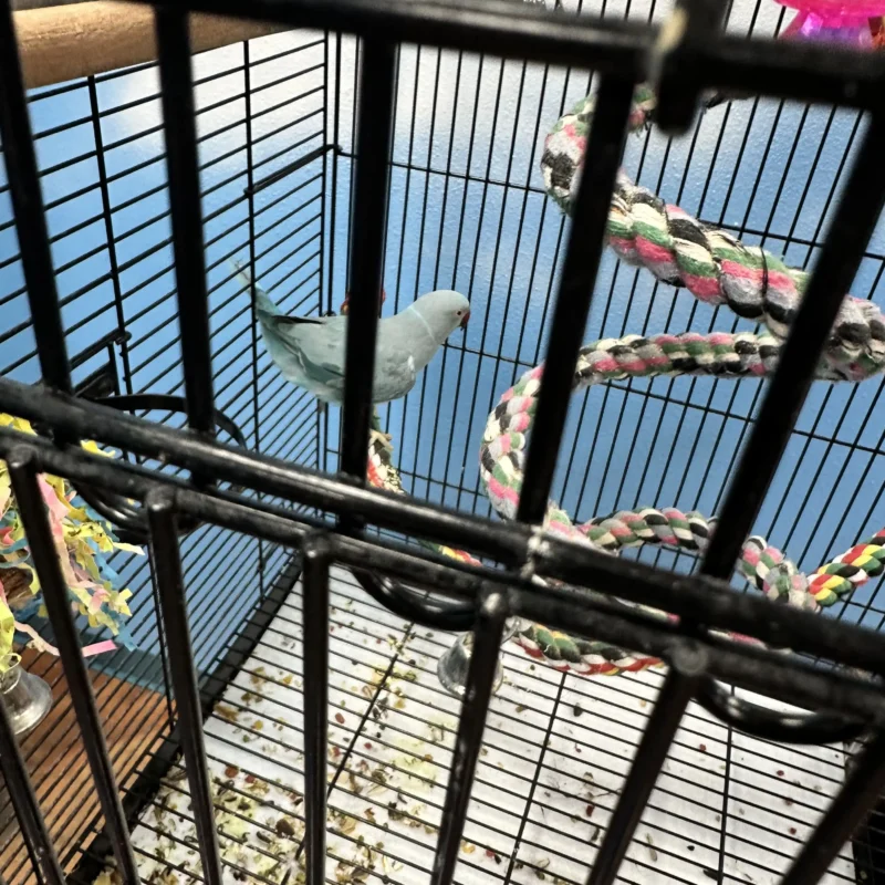 Talking with Each other Ringnecks