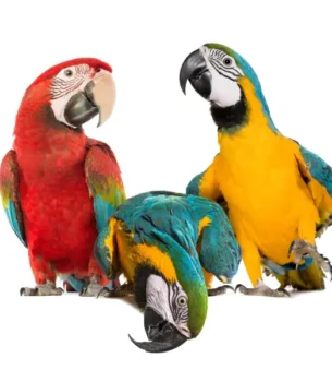 Large Birds Mobile Bird Grooming