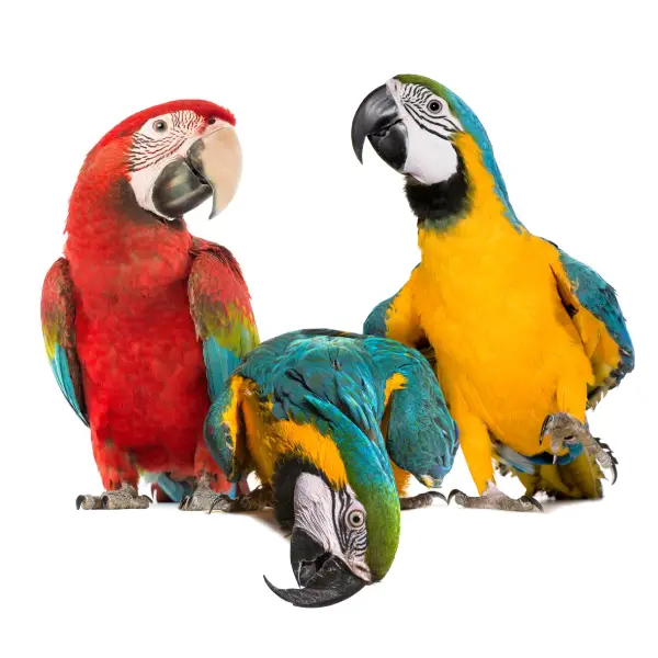 Large Birds Mobile Bird Grooming