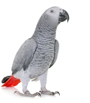 Medium Birds Behavioral Counseling & Modification